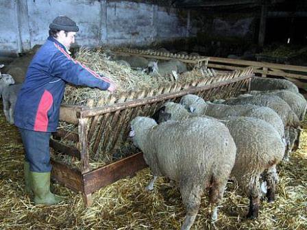Fermierii trebuie să asigure animalelor adăpost corespunzător, apă și hrană suficiente în condiții de iarnă severă
