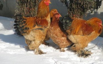 Tânăr prins de polițiști la …