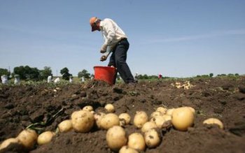Despăgubiri pentru cultivatorii de cartofi