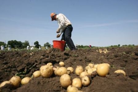 Despăgubiri pentru cultivatorii de cartofi