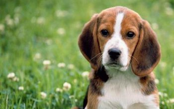 Câinii de rasă se vor …