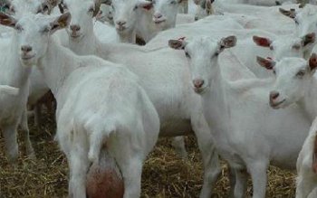 Doi bărbaţi din judeţul Vrancea, …