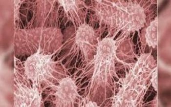 Ți-e frică de microbi? Descoperă …