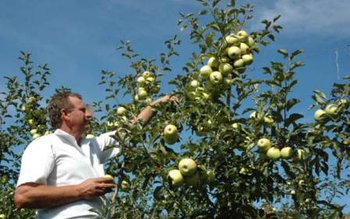 Vin bani grei pentru pomicultori …
