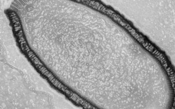 Savanţii au readus la viaţă …