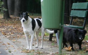 Câinii nu mai au voie …