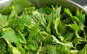 Urzica, un bun detoxifiant al …