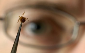 Atenţie, vine sezonul căpuşelor, ameninţarea …