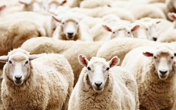 Șeful ANSVSA le recomandă fermierilor …