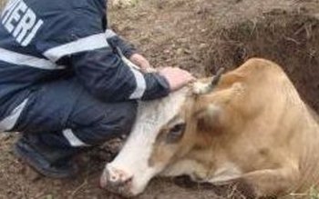 Intervenție dificilă a pompierilor dorohoieni …