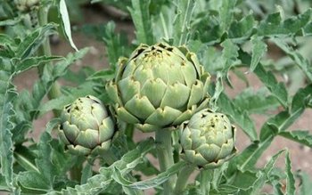 Români şi bulgari exploataţi în …