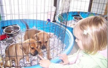 ASPA: Câinii nu vor mai …