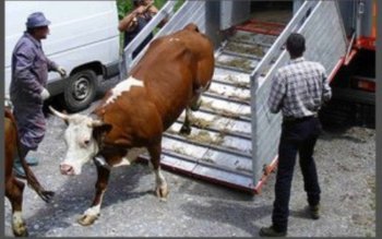 Două autoutilitare care transportau ilegal …