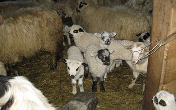 Identificaţi de poliţiştii botoşăneni după …