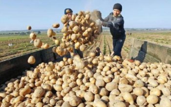 Agricultorii cer controlul importurilor. Cartofii …