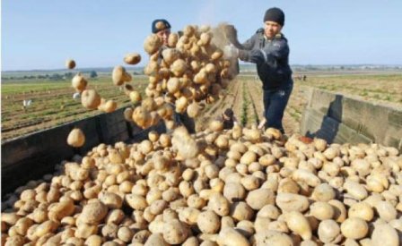 Agricultorii cer controlul importurilor. Cartofii din Polonia vin în România cu 1 ban/kg