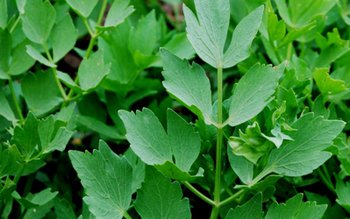 Te-ai întrebat vreodată? Ce conţine …