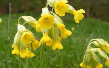 Remedii cu ciuboțica-cucului