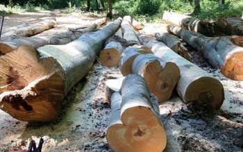 Doina Pană: Trei județe vor …