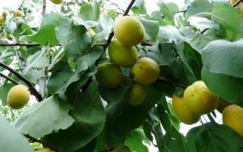 Caz incredibil ! Un bătrân …