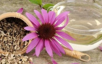 Cele mai puternice antibiotice naturale