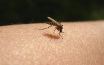 De ce înţeapă ţânţarii doar …