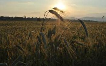 Porci mistreți găsiți morți lângă …