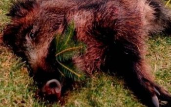 Autoritățile au găsit încă un …