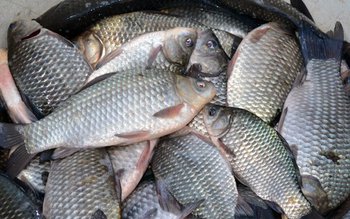 80 de kg de pește …