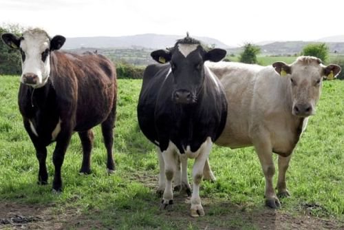 Bărbat din Dorohoi reţinut după ce a furat trei bovine din Pomîrla