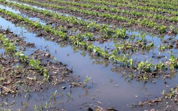 Prăpăd în agricultură: Inundaţiile şi …