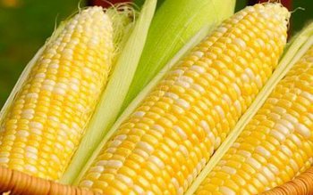 Mituri despre porumb pe care …