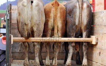 Transport de animale, fără documente …