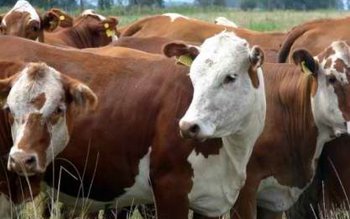 Rusia a interzis importurile de …