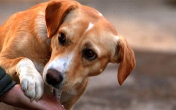 Poliţia animalelor, înfiinţată în cadrul …