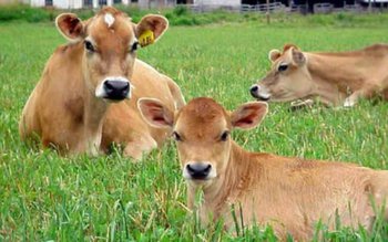 Boala limbii albastre confirmată și …