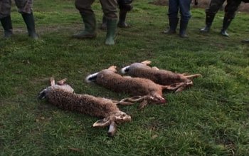 Bănuiţi de braconaj cinegetic, depistaţi …