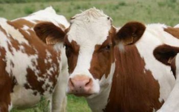 Sucevenii interzic animalele din județul …