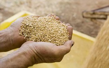 Peste două treimi din recolta …