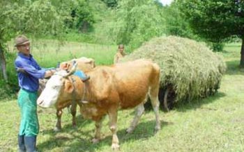 Lovitură pentru fermierii din România