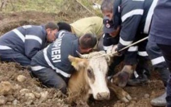 Bovină căzută în râul Jijia, …