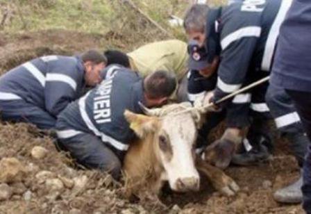 Bovină căzută în râul Jijia, salvată de pompieri