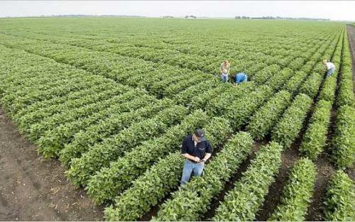 Fermierii români au strâns cea mai mare recoltă de soia din ultimii nouă ani