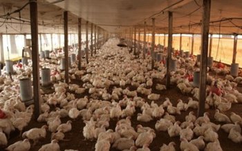 Alertă sanitară. Controale la toate …