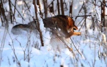 Animale mai agresive decât lupii …