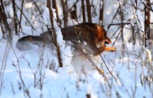 Animale mai agresive decât lupii fac ravagii la Darabani