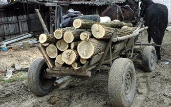 Pădurari bătuți măr de hoții …