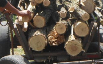 Prinși de polițiști în flagrant, …