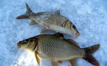 Trei persoane s-au ales cu …