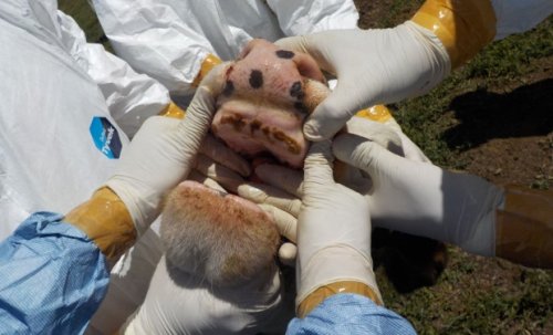 Cea mai periculoasă boală a animalelor „bate” la porțile Europei